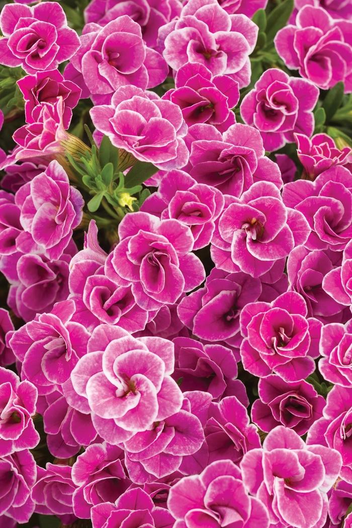 Calibrachoa Superbells® Doublette Love Swept™