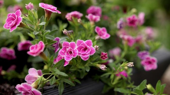 Calibrachoa Superbells® Doublette Love Swept™