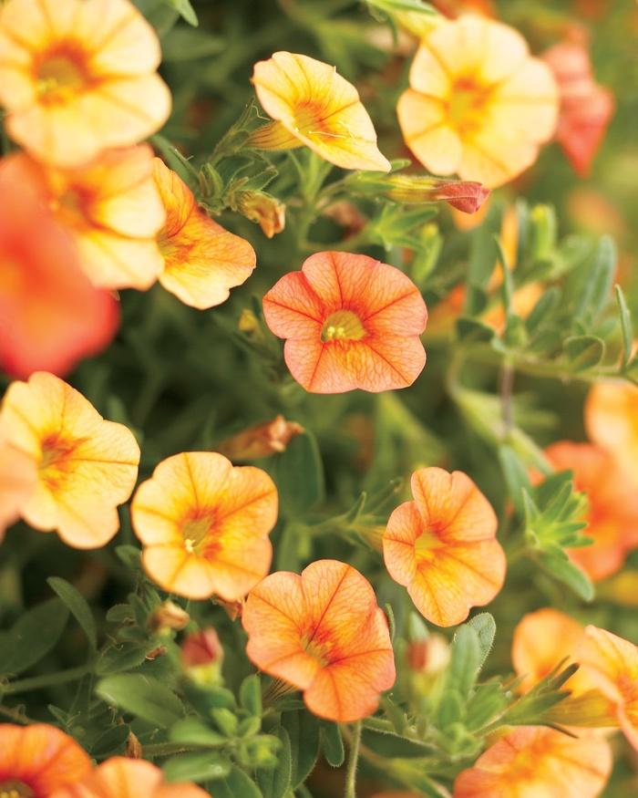 Calibrachoa Superbells® Dreamsicle®