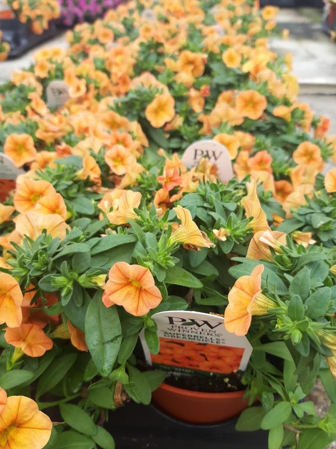 Calibrachoa Superbells® Dreamsicle®