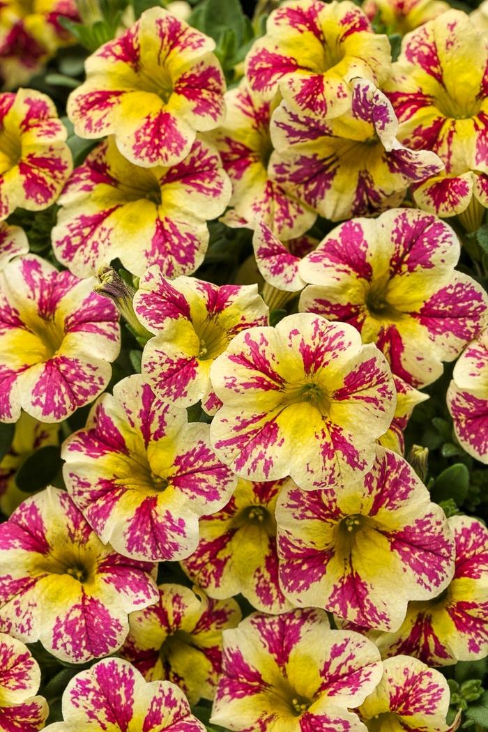 Calibrachoa Superbells® Holy Moly!®