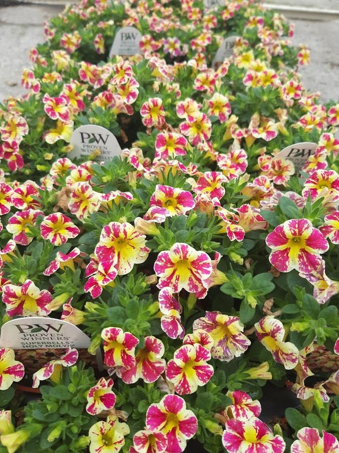 Calibrachoa Superbells® Holy Moly!®