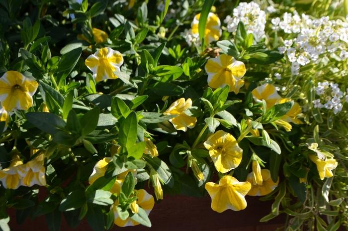 Calibrachoa Superbells® Lemon Slice