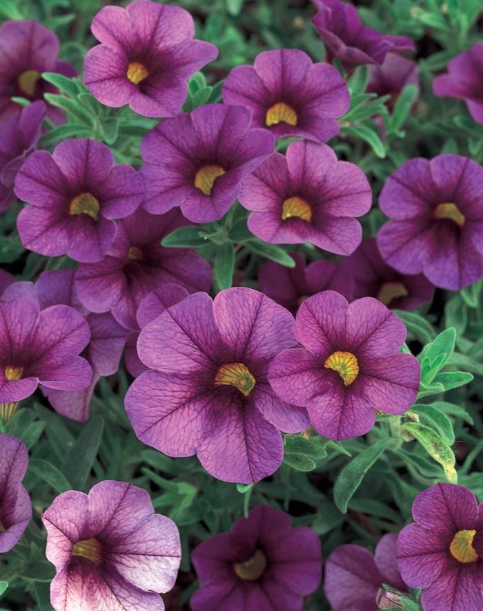 Calibrachoa Superbells® Plum