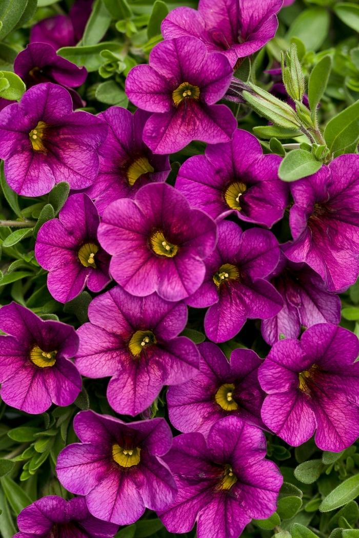 Calibrachoa Superbells® Plum