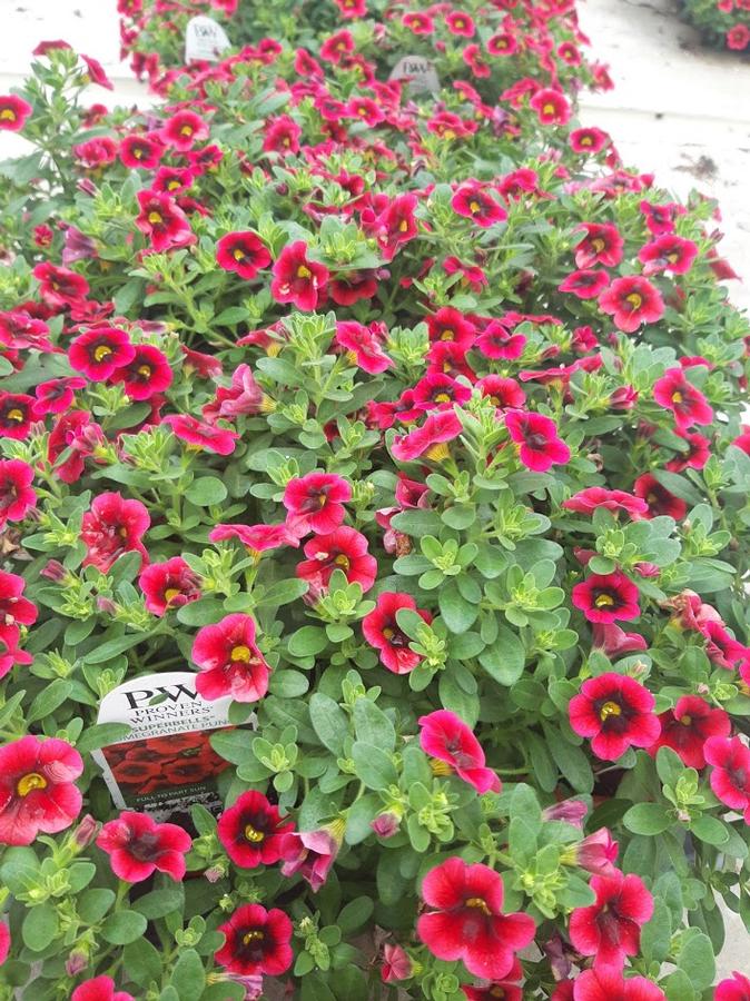 Calibrachoa Superbells® Pomegranate Punch™