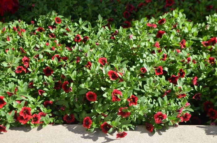 Calibrachoa Superbells® Pomegranate Punch™