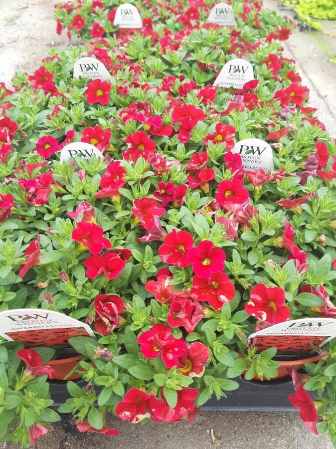 Calibrachoa Superbells® Red