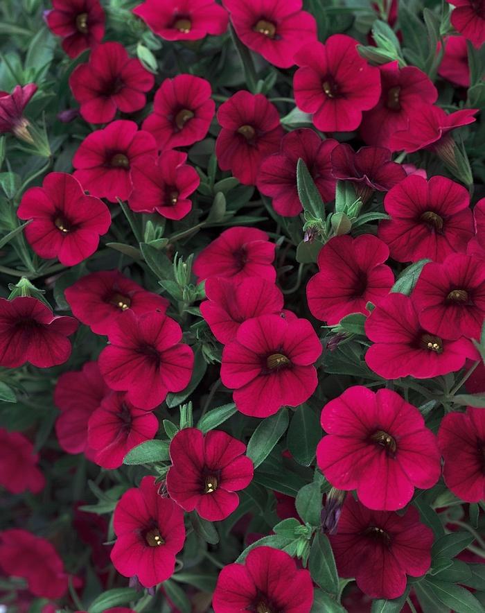 Calibrachoa Superbells® Red