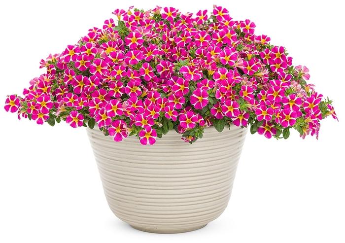 Calibrachoa Superbells® Rising Star™