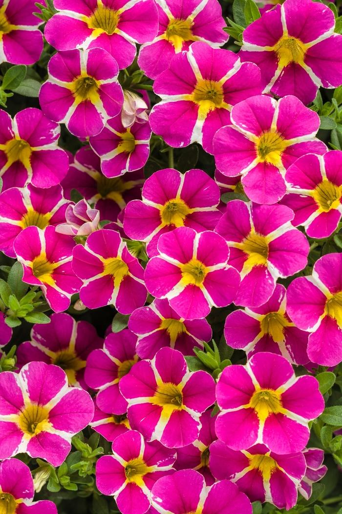 Calibrachoa Superbells® Rising Star™