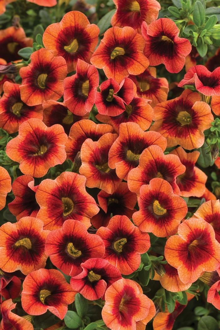 Calibrachoa Superbells® Tangerine Punch™