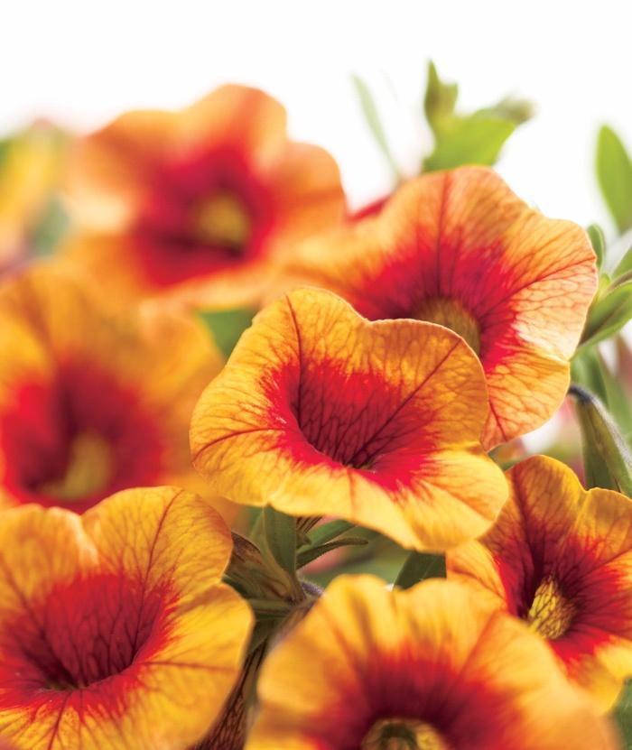 Calibrachoa Superbells® Tangerine Punch™