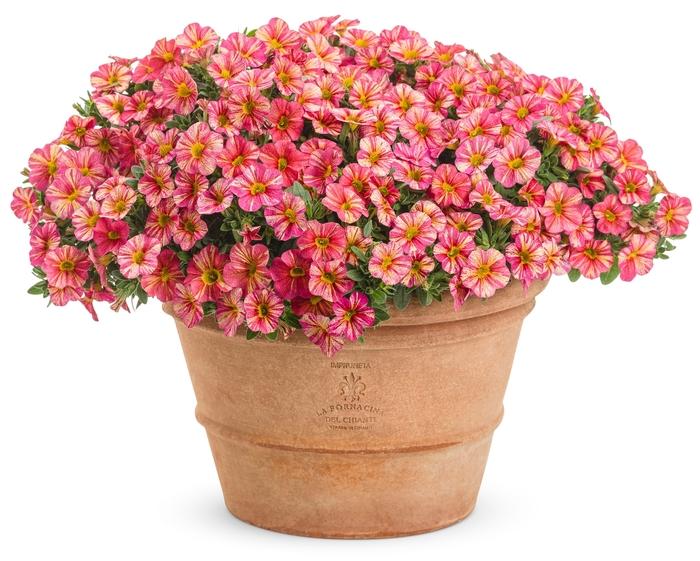 Calibrachoa Superbells® Tropical Sunrise