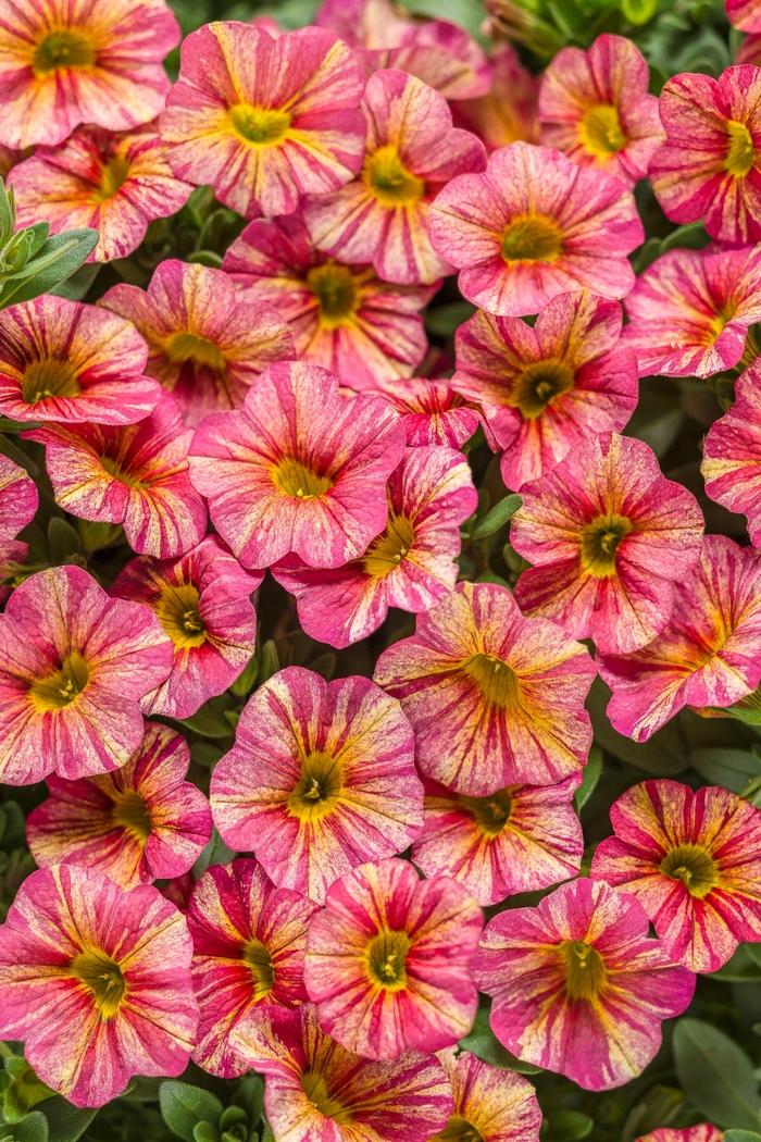 Calibrachoa Superbells® Tropical Sunrise