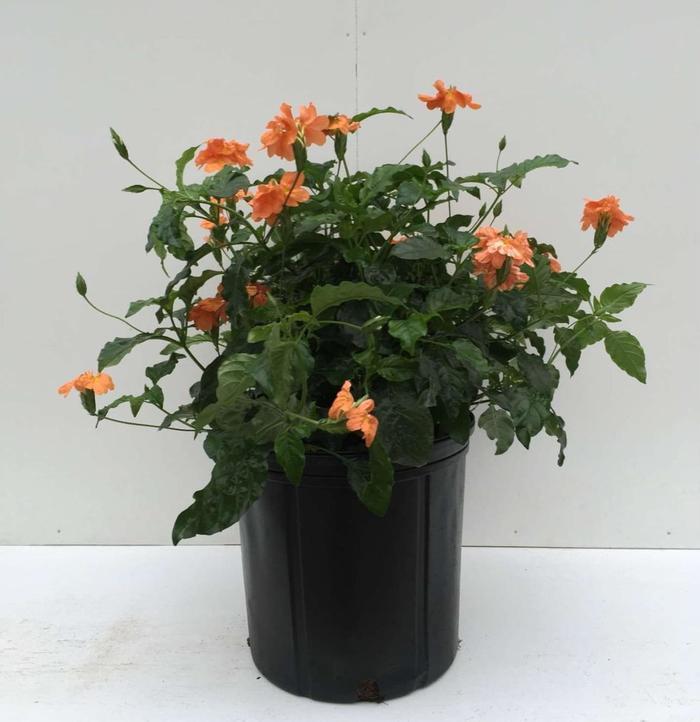 Crossandra infundibuliformis Orange Marmalade