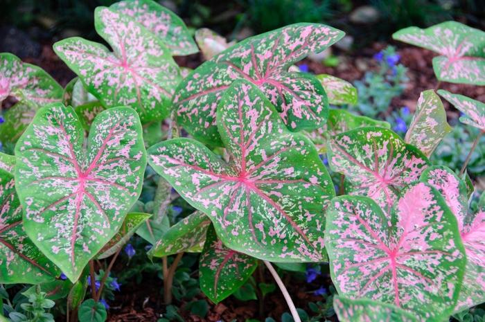 Caladium bicolor Pink Beauty