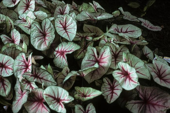 Caladium bicolor White Queen