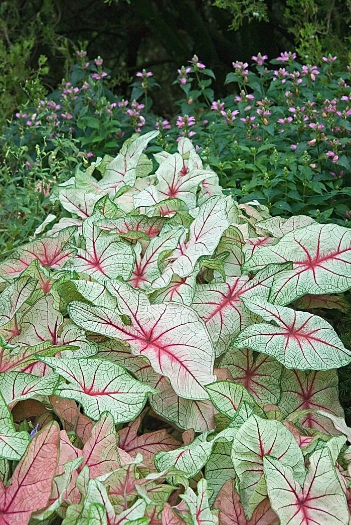 Caladium bicolor White Queen