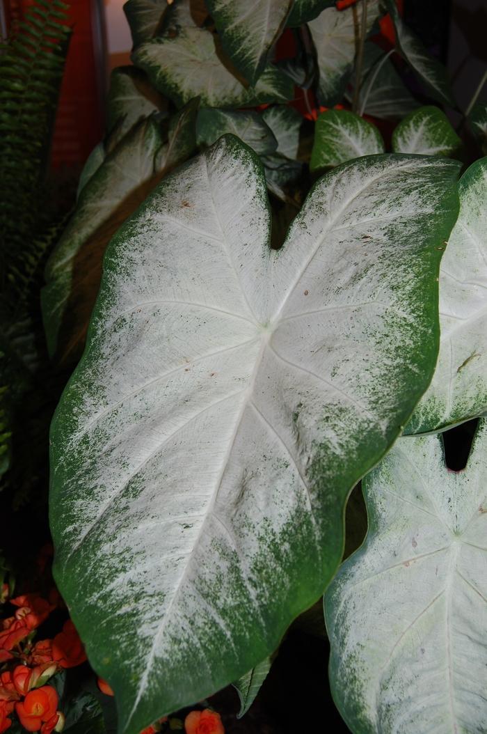 Caladium x hortulanum Aaron