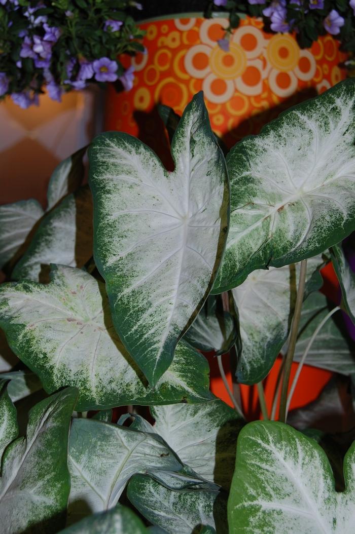 Caladium x hortulanum Aaron