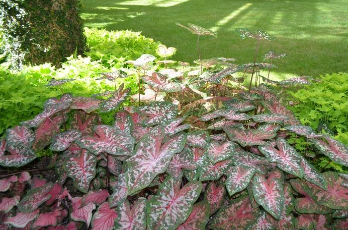 Caladium x hortulanum Carolyn Whorton