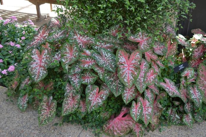 Caladium x hortulanum Carolyn Whorton