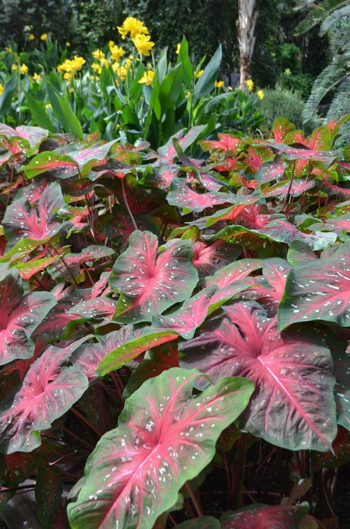 Caladium x hortulanum Red Flash