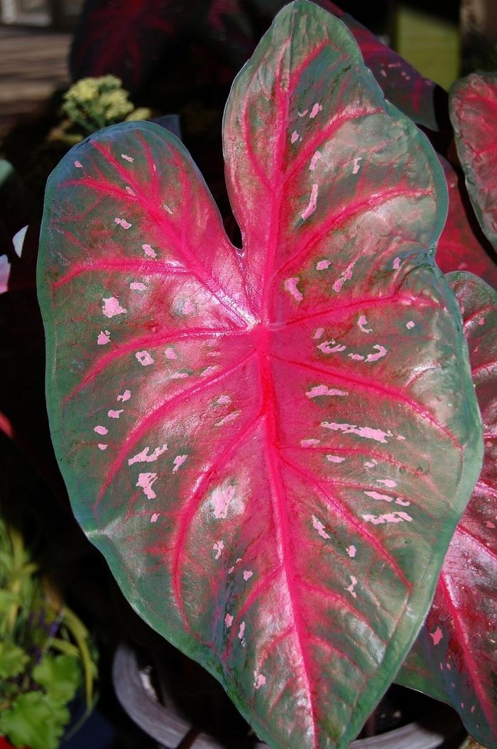 Caladium x hortulanum Red Flash