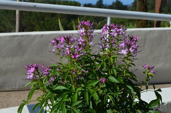 Cleome Senorita Rosalita®