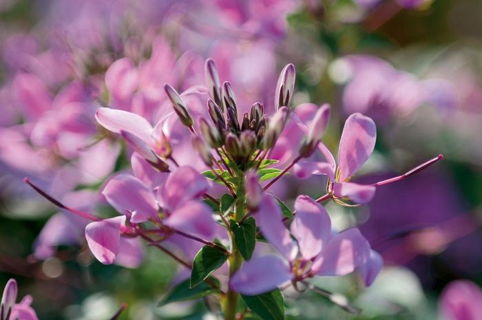 Cleome Senorita Rosalita®