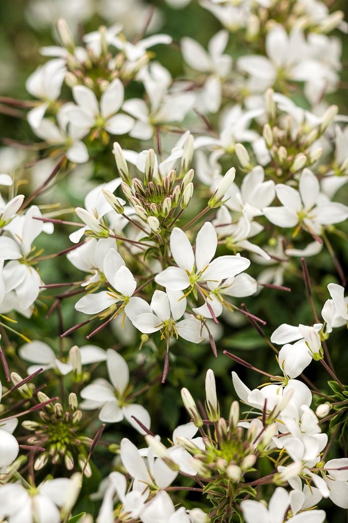 Cleome Senorita Blanca®