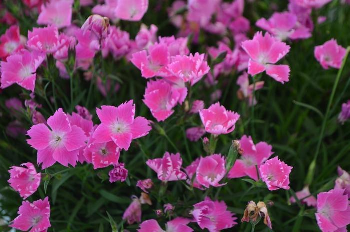 Dianthus gratianopolitanus Kahori® Pink