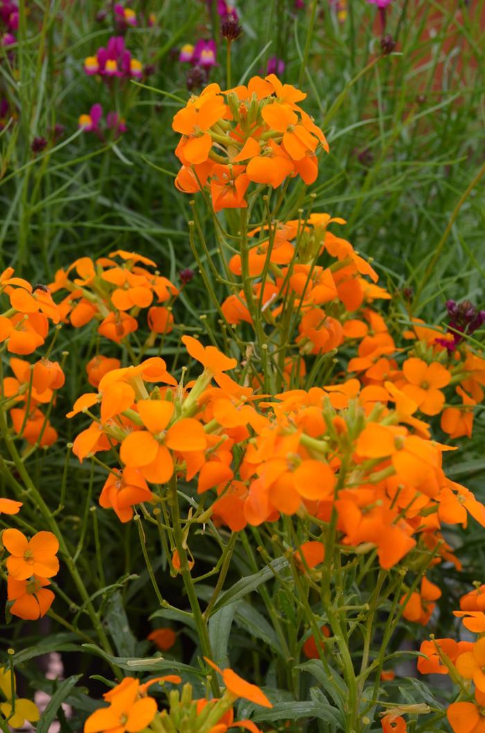 Erysimum Citrona™ Orange