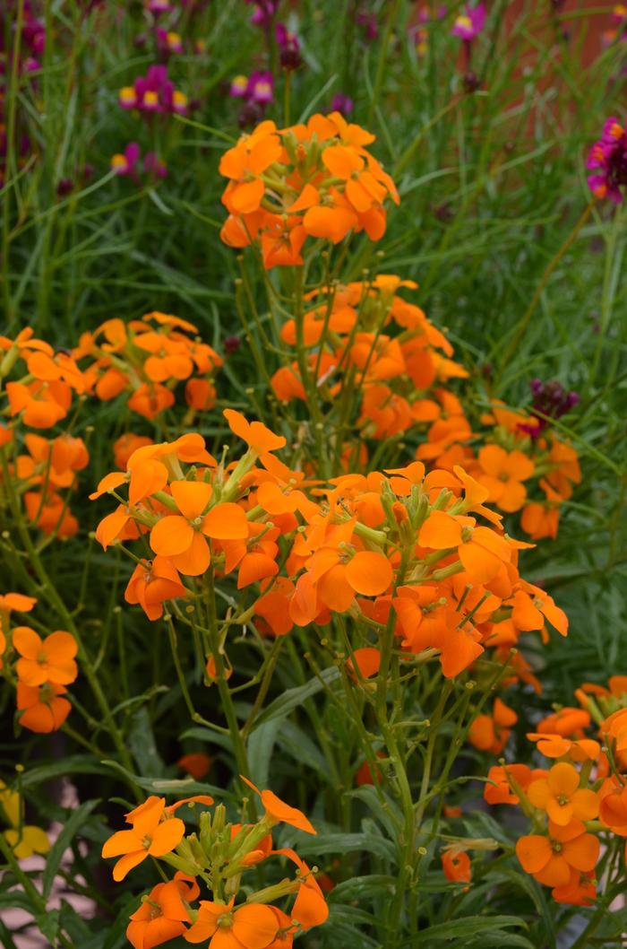 Erysimum Citrona™ Orange