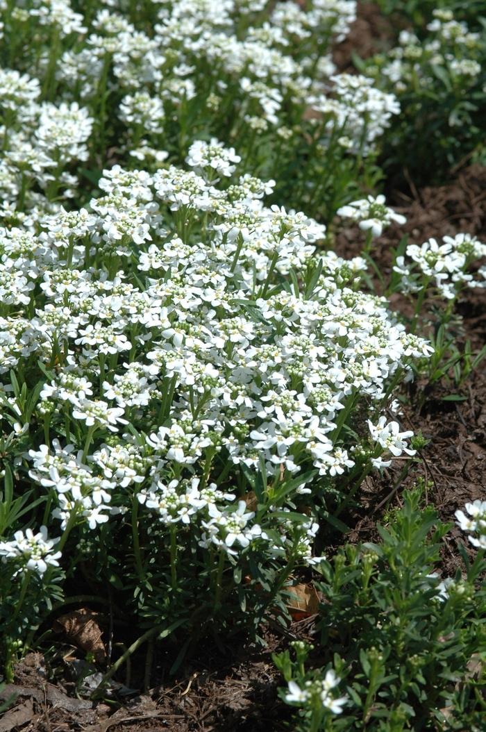 Iberis sempervirens Snowflake