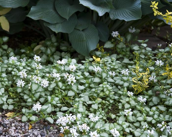 Lamium maculatum White Nancy