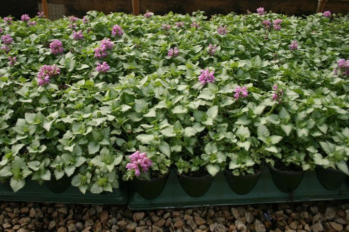 Lamium maculatum Red Nancy