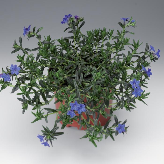 Lithodora diffusa Grace Ward