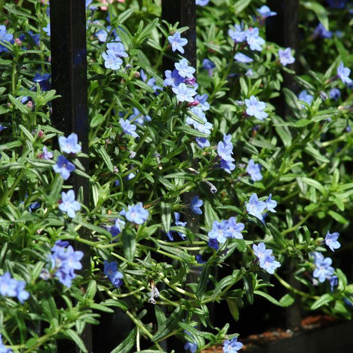 Lithodora diffusa Grace Ward