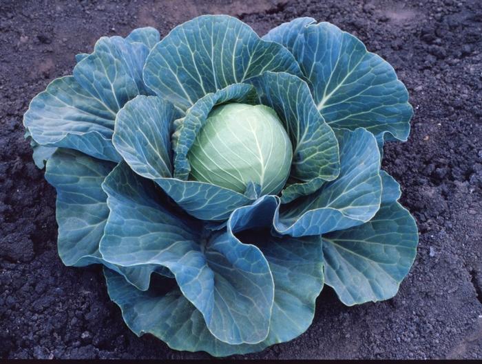 Brassica Stonehead F1