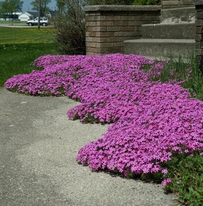 Phlox subulata Red Wing