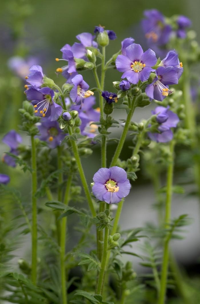 Polemonium boreale Heavenly Habit