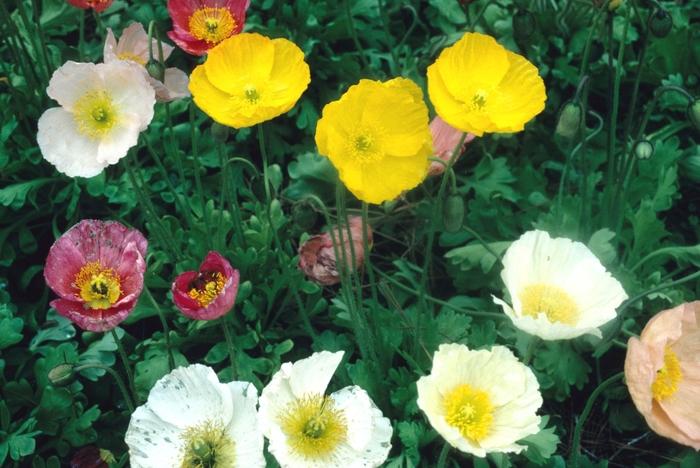 Papaver nudicaule Champagne Bubbles Mix