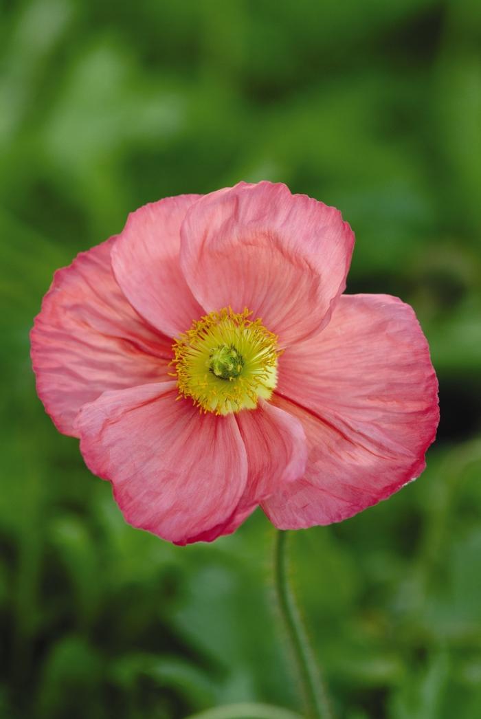 Papaver nudicaule Champagne Bubbles Pink