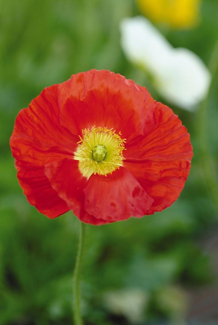 Papaver nudicaule Champagne Bubbles Scarlet