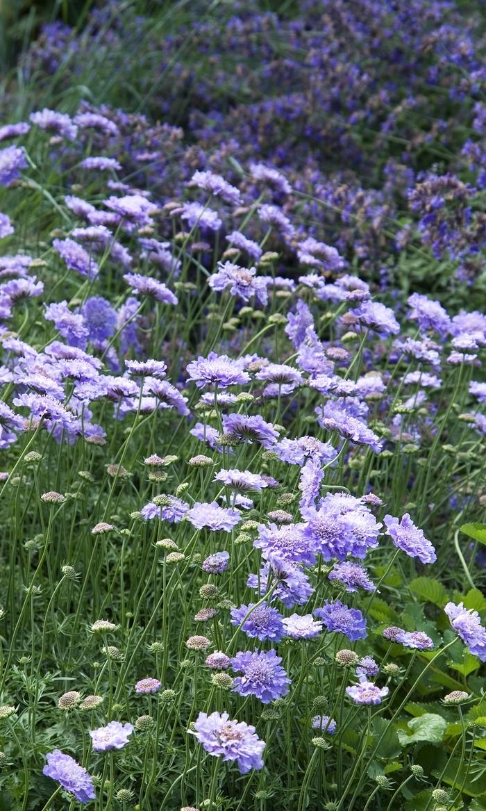 Scabiosa columbaria Butterfly Blue