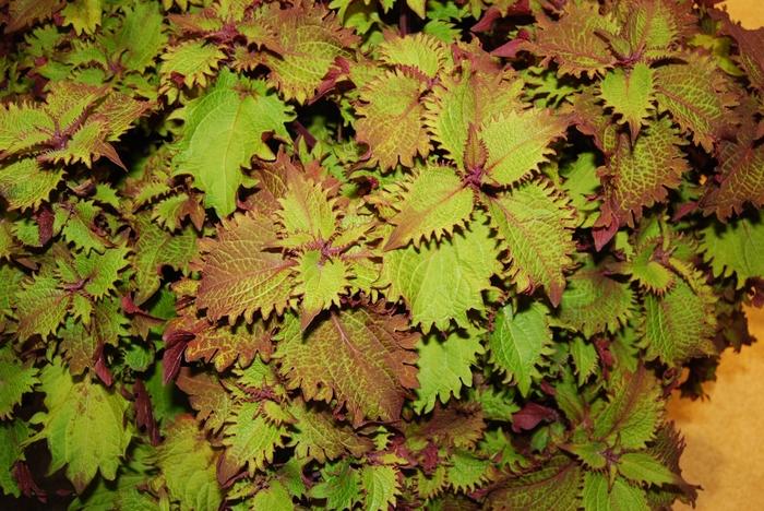 Solenostemon Henna