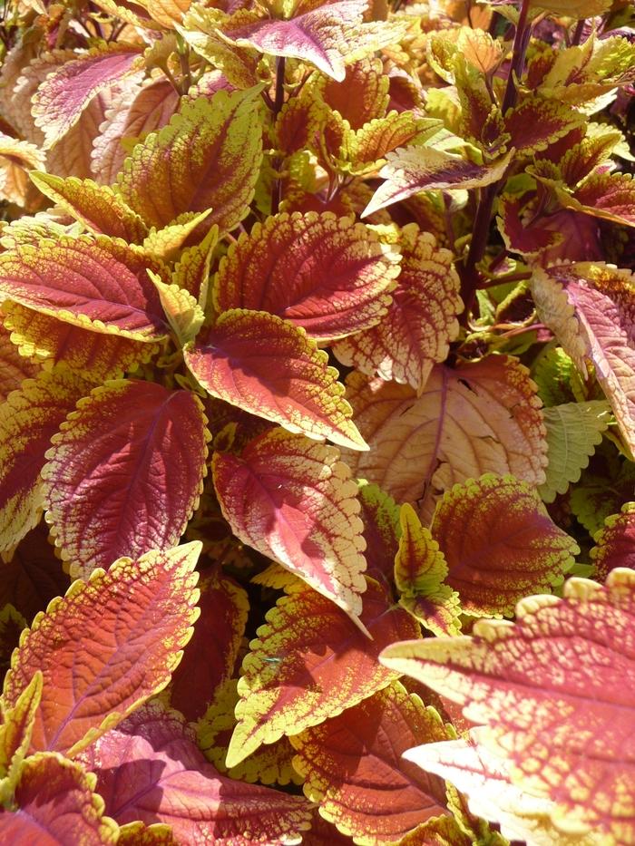 Solenostemon scutellarioides Trusty Rusty