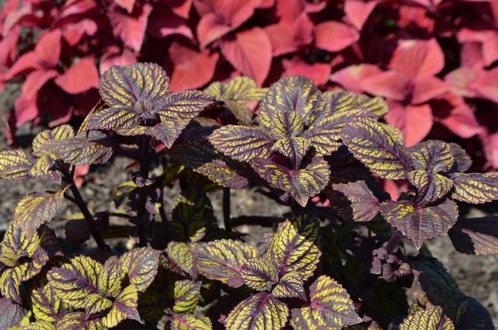 Solenostemon scutellarioides Fishnet Stockings